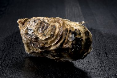 İstiridye Kabuğu Deniz Ürünleri